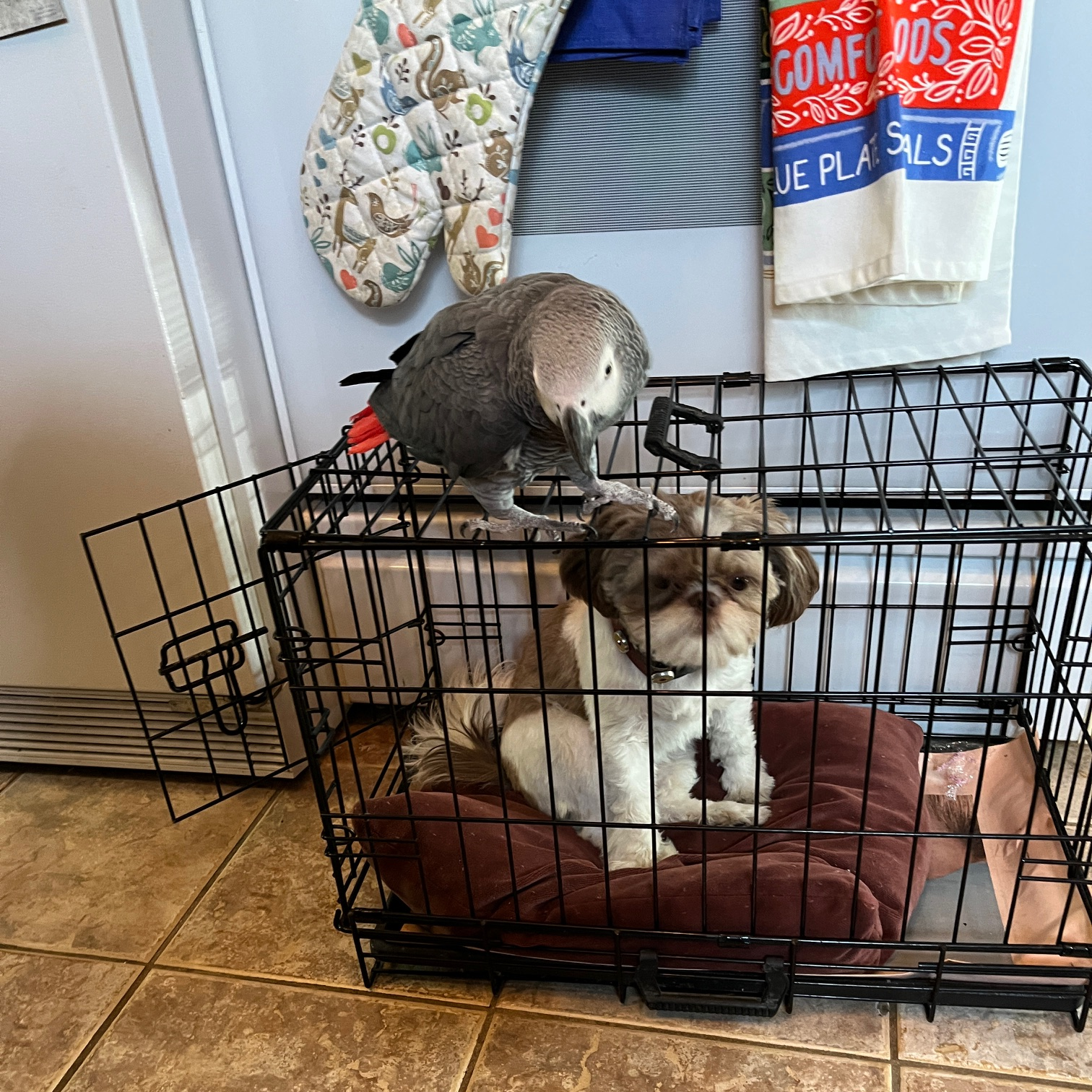 Giotto and Toots